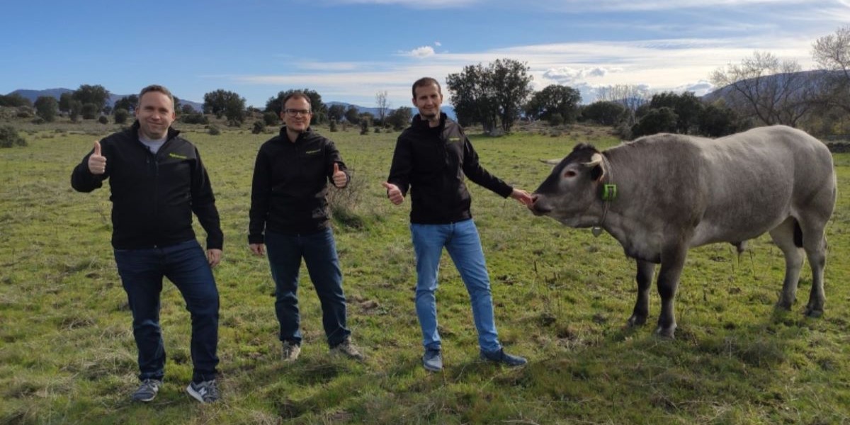 Airegan: cómo la vaca pasó del collar con cencerro a uno con geolocalización