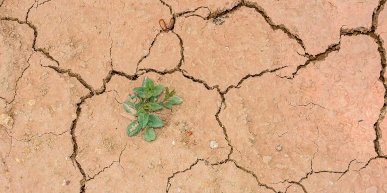 inbestsoil suelo