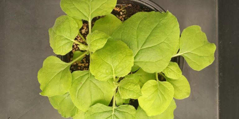 plantas anticuerpo