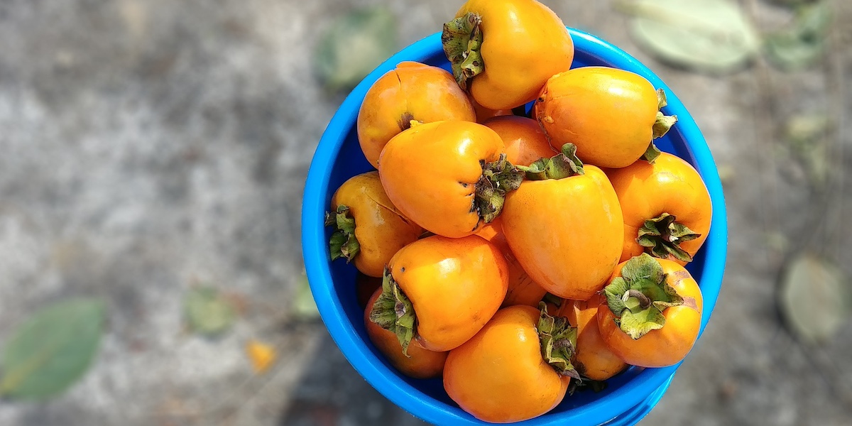 ReciclaSalud: excedentes de caquis y de naranja como prebióticos en dietas saludables