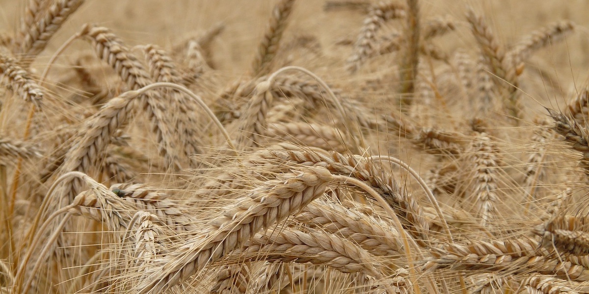 Fertilizantes bajos en emisiones para un mejor trigo para pastas