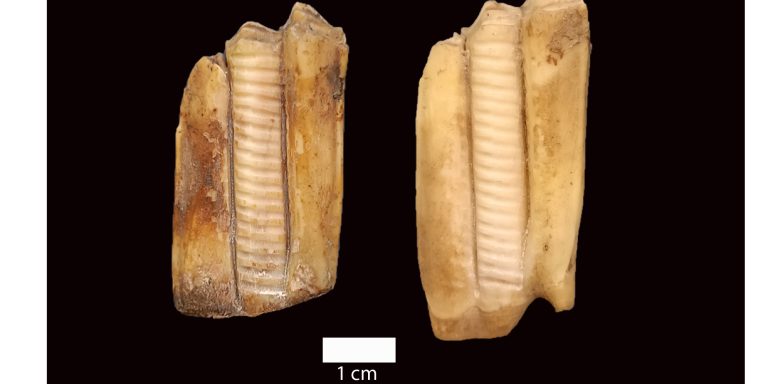 dientes oveja alejandro sierra UAB arqueología neolítico