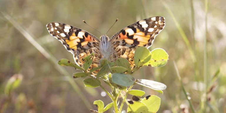 mariposa csic