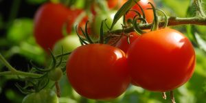 tomate solis