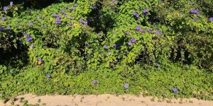 plantas invasoras oviedo