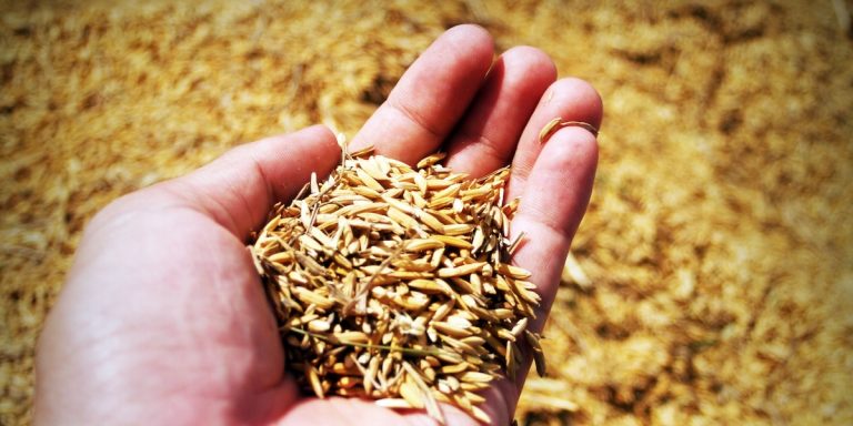 salvado de arroz enzima