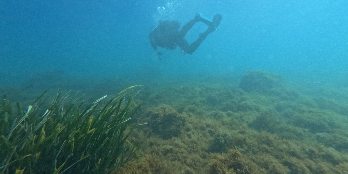 bosques sumergidos posidonia mares circulares Coca Cola