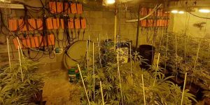 cultivos ilegales de marihuana endesa