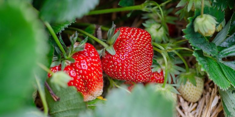 fresas envases