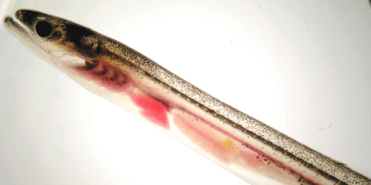 anguila angula extinción precio clic doñana azti
