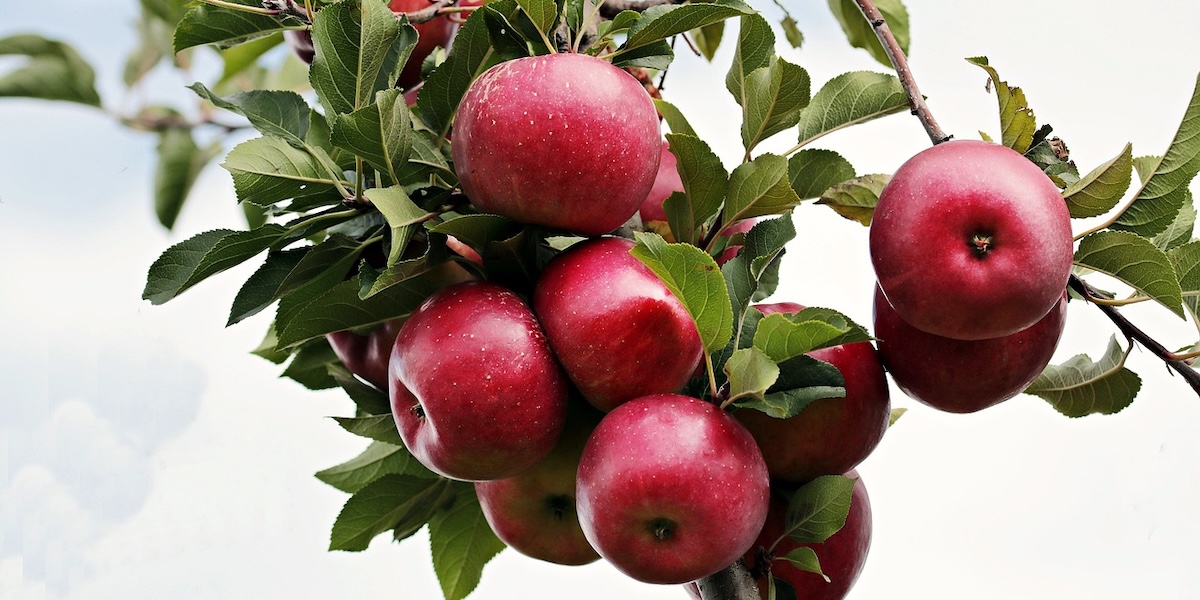 manzana iberdrola