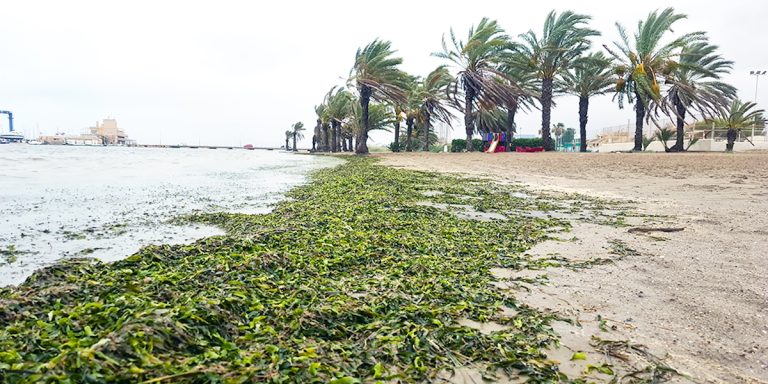 algarikon alga