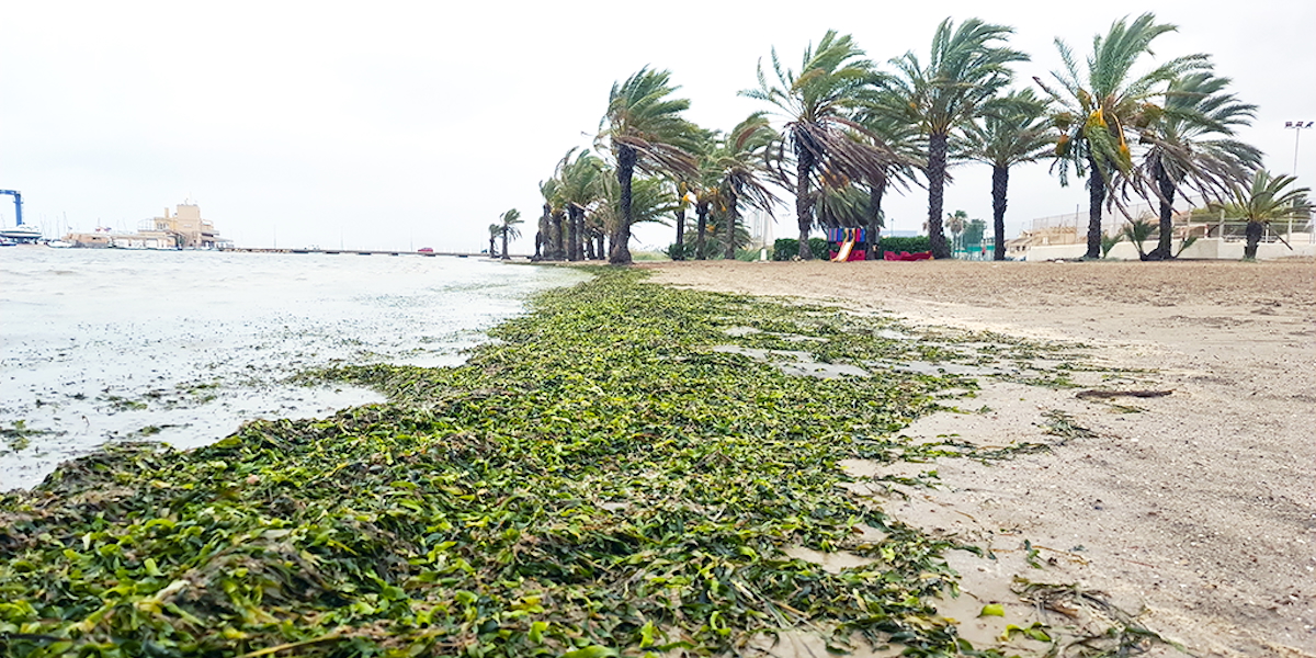 algarikon alga