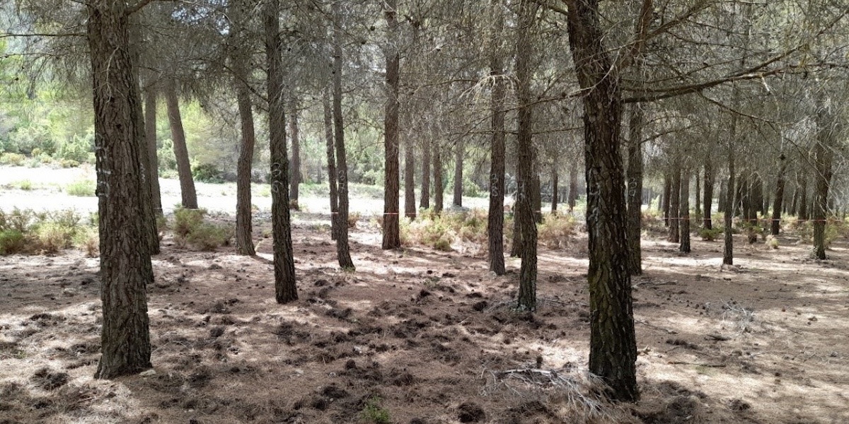 madera metafor