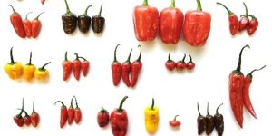 pimiento magic