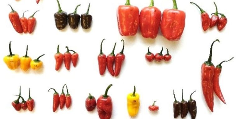 pimiento magic