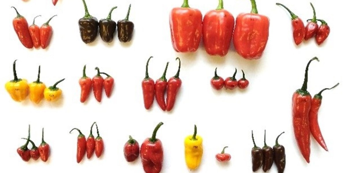 pimiento magic