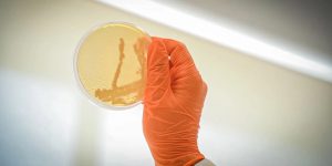 bioprospect microorganismo