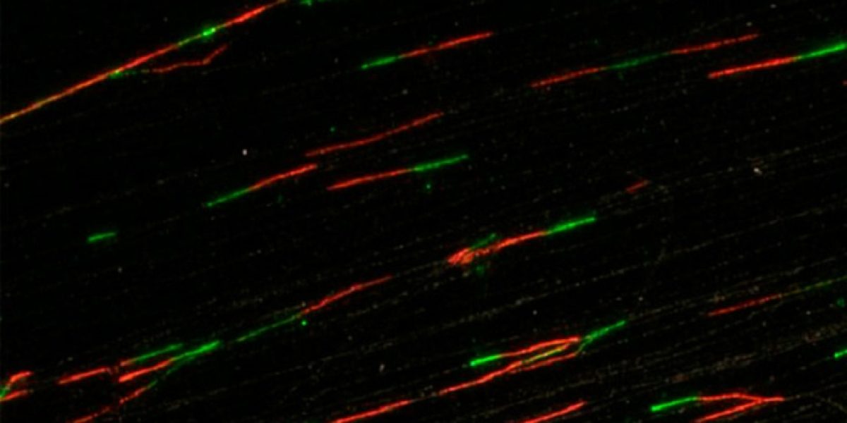 CNIO cancer celulas