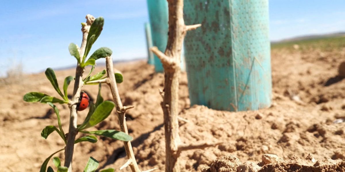 Fundacion Global Nature La Mancha