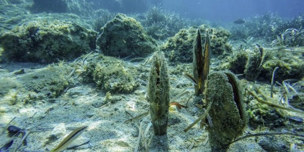 Micromecenazgo nacra delta del Ebro