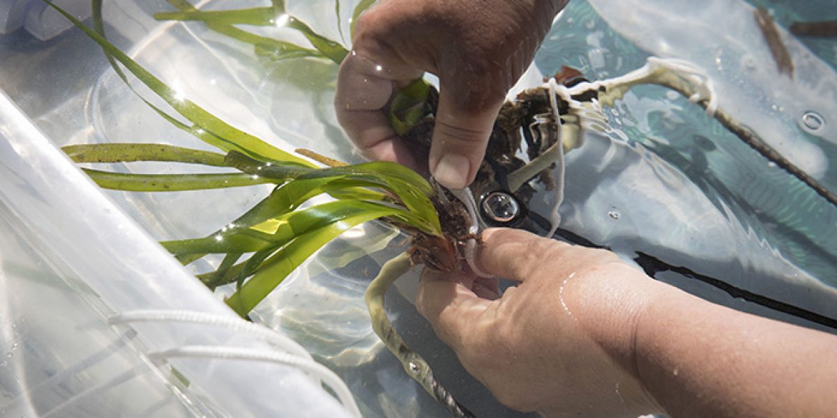 Posidonia Mediterraneo