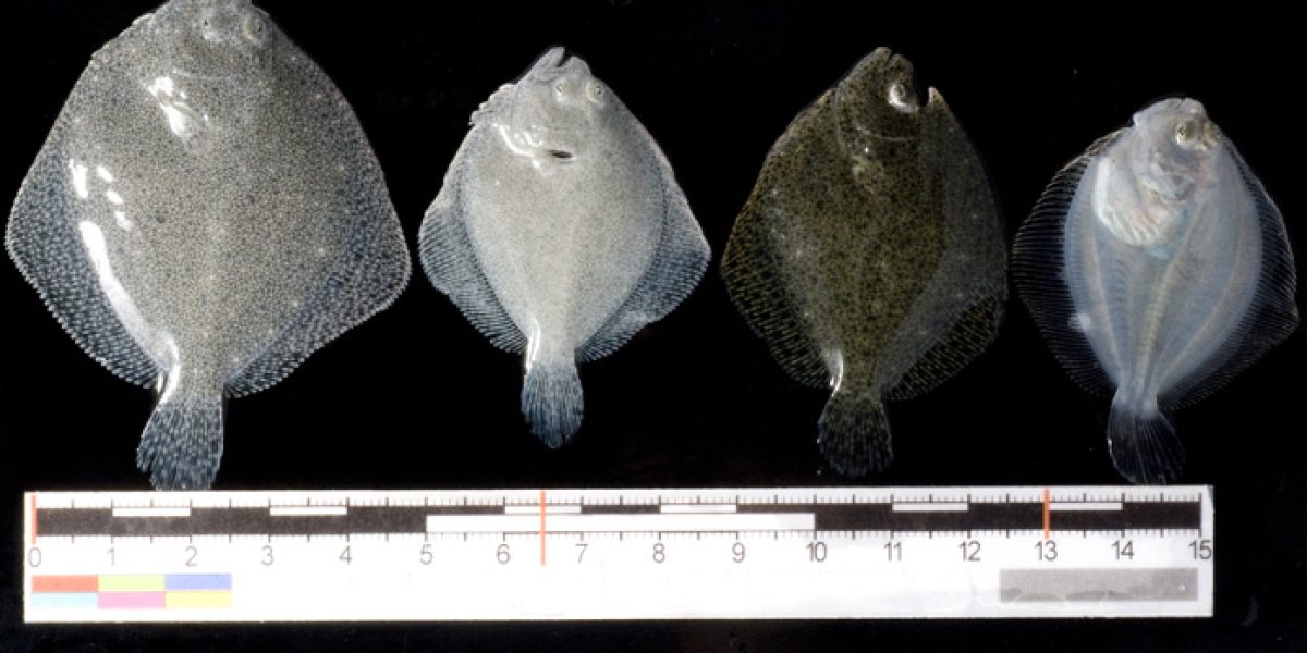 RodaballoCSIC