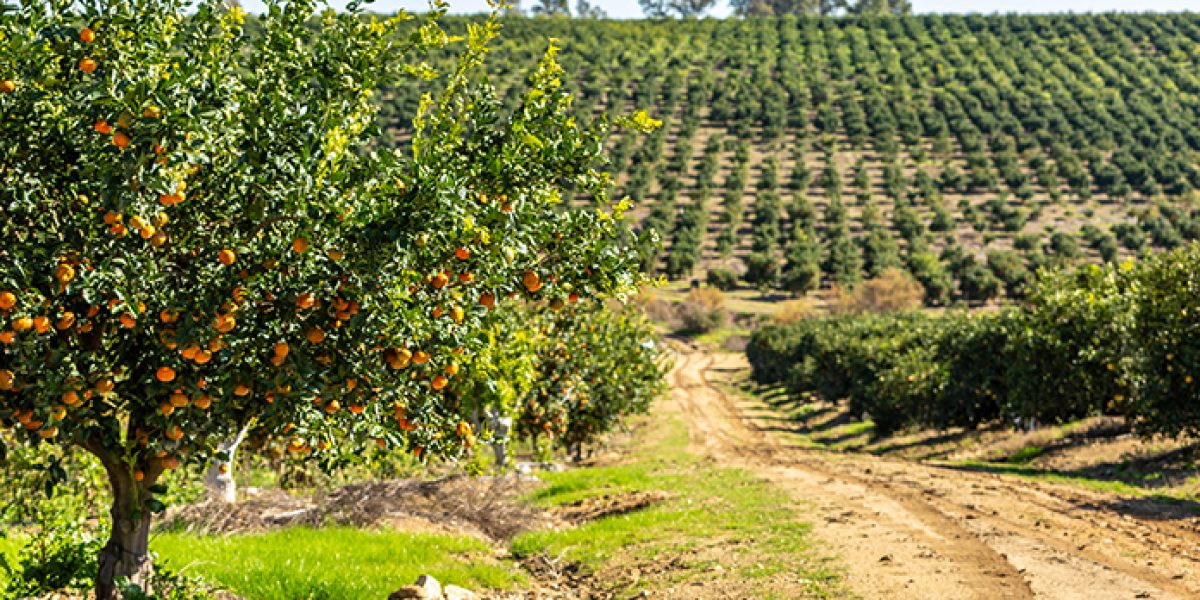 agricultura bioinclusiva Iberhanse-NaturGreen