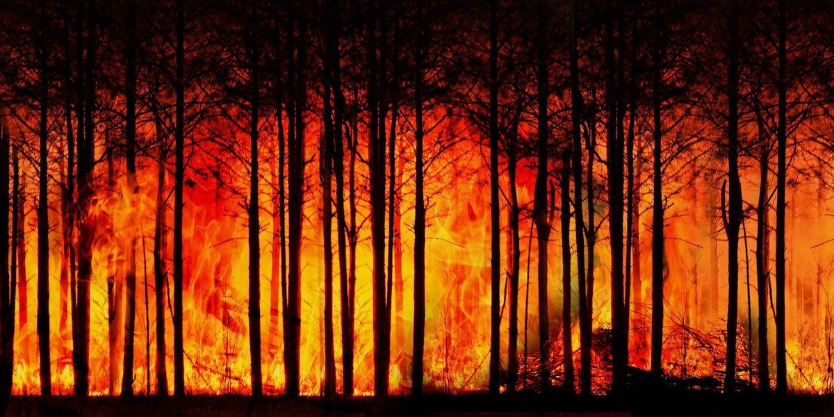 arbaria incendios