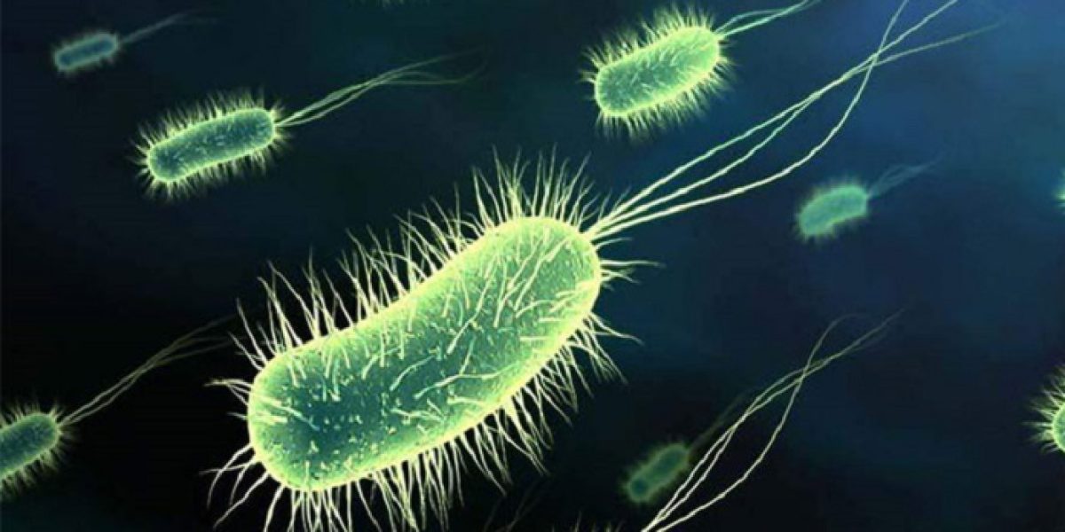 bacteria ecoli