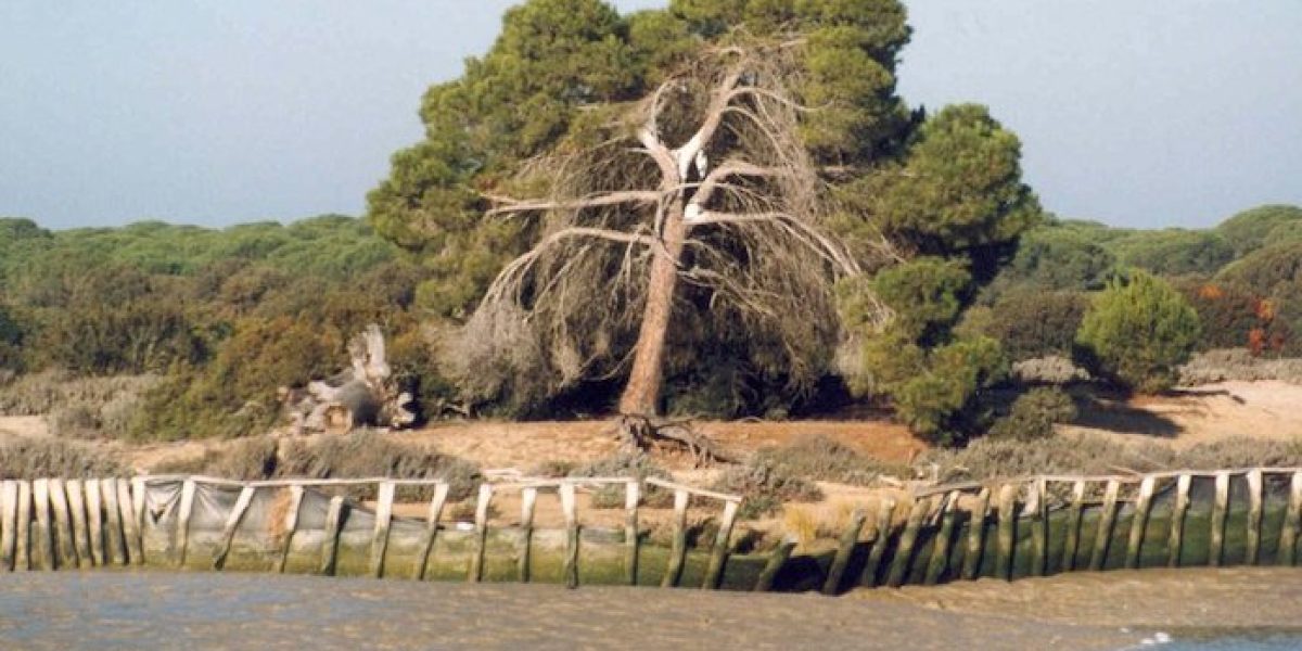 bosque Endesa
