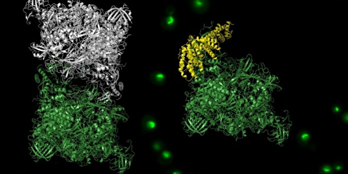 crecimiento tumoral CSIC IRB Barcelona