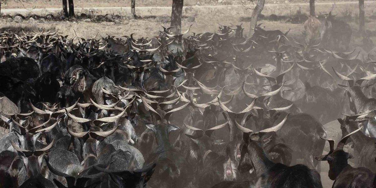 el cinorrio pastores cabreros lucas rodriguez gredos