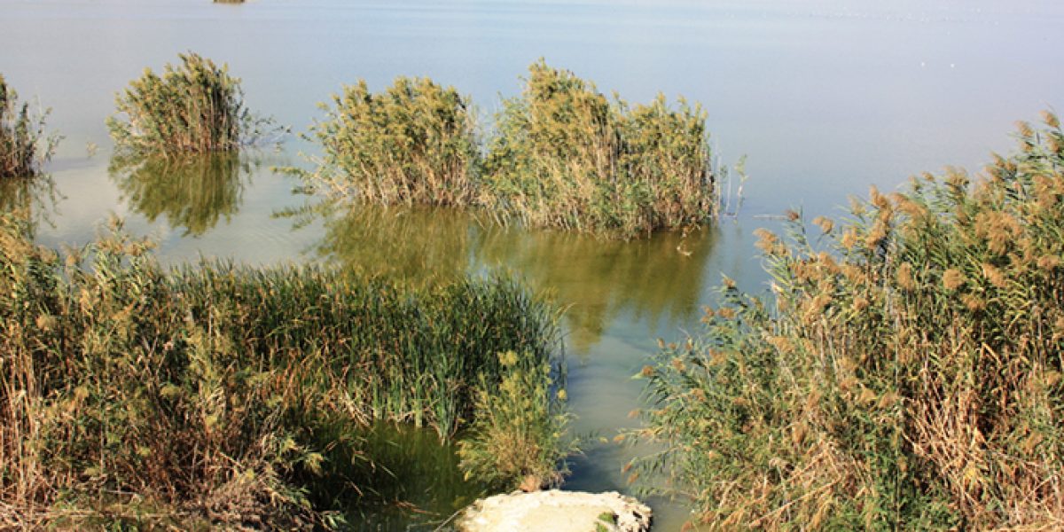 la Albufera EcoSustain 1
