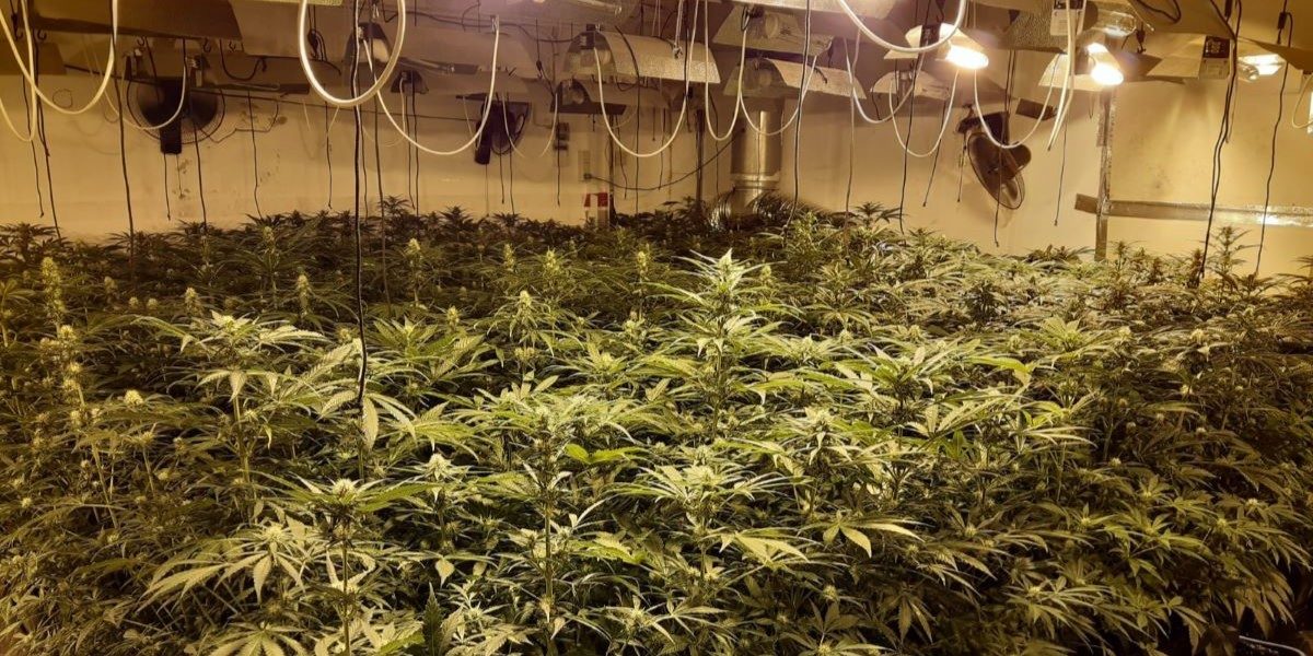 marihuana endesa 1