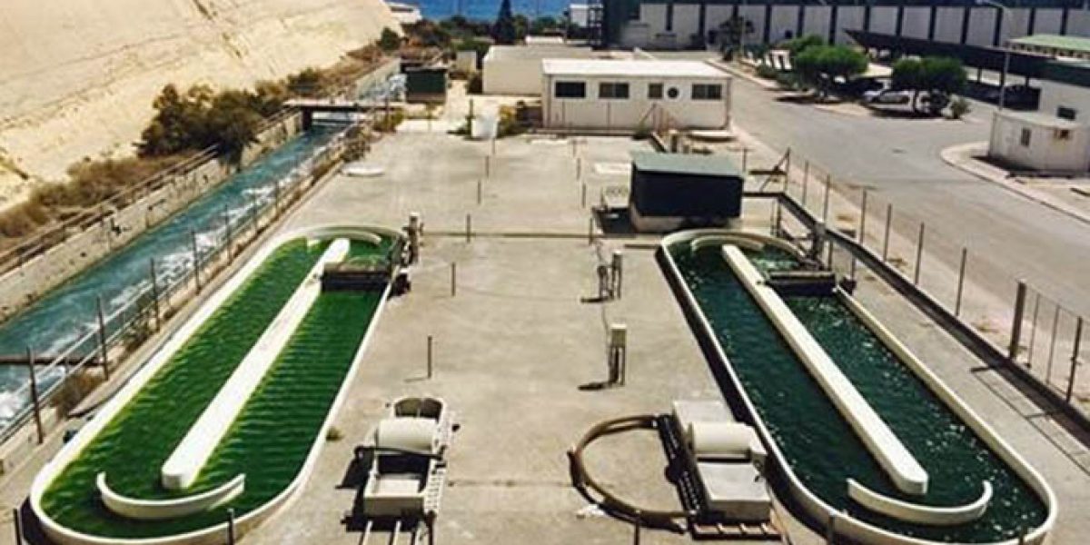 Vista de fotobiorreactor utilizado en la planta para el cultivo de las microalgas de Almería.