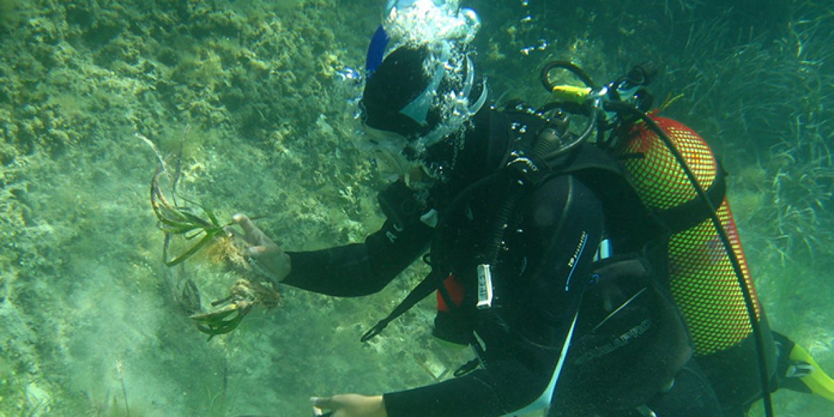 Posidonea oceanica Red Eléctrica IMEDEA