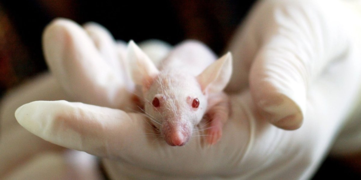 ratones enfermedades