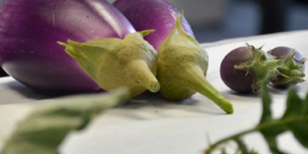 verduras